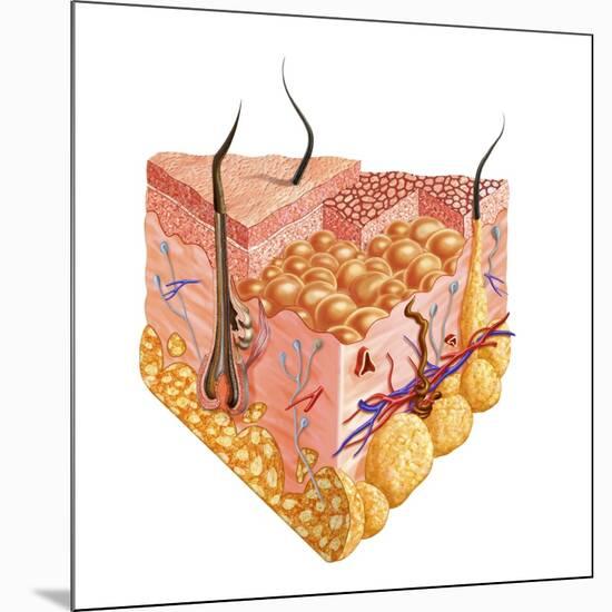 Detailed Cutaway Diagram of Human Skin-null-Mounted Art Print