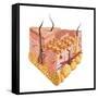 Detailed Cutaway Diagram of Human Skin-null-Framed Stretched Canvas
