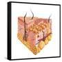 Detailed Cutaway Diagram of Human Skin-null-Framed Stretched Canvas