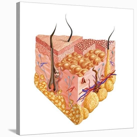 Detailed Cutaway Diagram of Human Skin-null-Stretched Canvas