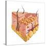 Detailed Cutaway Diagram of Human Skin-null-Stretched Canvas
