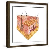 Detailed Cutaway Diagram of Human Skin-null-Framed Art Print