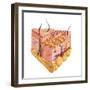 Detailed Cutaway Diagram of Human Skin-null-Framed Art Print