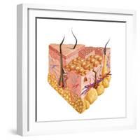 Detailed Cutaway Diagram of Human Skin-null-Framed Art Print