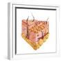 Detailed Cutaway Diagram of Human Skin-null-Framed Art Print