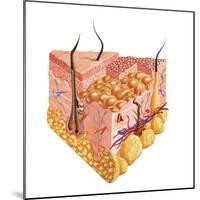 Detailed Cutaway Diagram of Human Skin-null-Mounted Art Print