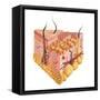 Detailed Cutaway Diagram of Human Skin-null-Framed Stretched Canvas