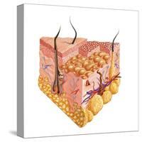 Detailed Cutaway Diagram of Human Skin-null-Stretched Canvas