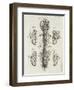 Detailed Diagram of the Brain and Spine-null-Framed Photographic Print