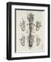 Detailed Diagram of the Brain and Spine-null-Framed Photographic Print