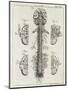 Detailed Diagram of the Brain and Spine-null-Mounted Photographic Print