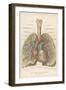 Detailed Diagram of the Lungs-null-Framed Photographic Print