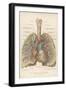 Detailed Diagram of the Lungs-null-Framed Photographic Print