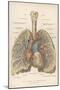 Detailed Diagram of the Lungs-null-Mounted Photographic Print