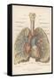 Detailed Diagram of the Lungs-null-Framed Stretched Canvas