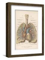 Detailed Diagram of the Lungs-null-Framed Photographic Print