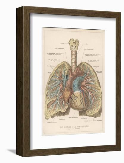 Detailed Diagram of the Lungs-null-Framed Photographic Print
