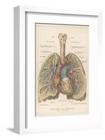 Detailed Diagram of the Lungs-null-Framed Photographic Print