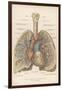 Detailed Diagram of the Lungs-null-Framed Photographic Print