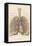 Detailed Diagram of the Lungs-null-Framed Stretched Canvas