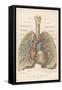 Detailed Diagram of the Lungs-null-Framed Stretched Canvas