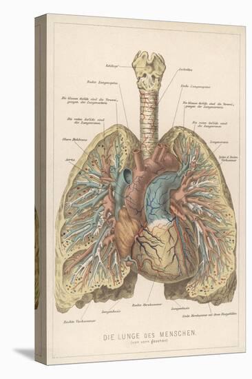 Detailed Diagram of the Lungs-null-Stretched Canvas