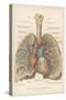 Detailed Diagram of the Lungs-null-Stretched Canvas