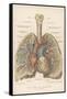 Detailed Diagram of the Lungs-null-Framed Stretched Canvas