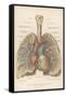 Detailed Diagram of the Lungs-null-Framed Stretched Canvas