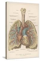Detailed Diagram of the Lungs-null-Stretched Canvas