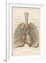 Detailed Diagram of the Lungs-null-Framed Photographic Print