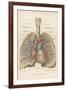 Detailed Diagram of the Lungs-null-Framed Photographic Print