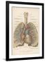 Detailed Diagram of the Lungs-null-Framed Photographic Print