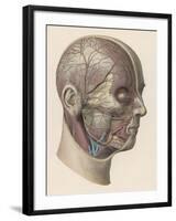 Detailed Diagram Showing Muscles and Veins Inside of the Head-null-Framed Art Print