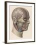 Detailed Diagram Showing Muscles and Veins Inside of the Head-null-Framed Art Print