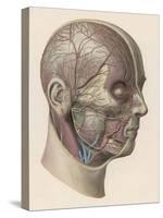 Detailed Diagram Showing Muscles and Veins Inside of the Head-null-Stretched Canvas