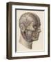 Detailed Diagram Showing Muscles and Veins Inside of the Head-null-Framed Art Print