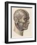 Detailed Diagram Showing Muscles and Veins Inside of the Head-null-Framed Art Print