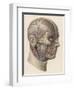 Detailed Diagram Showing Muscles and Veins Inside of the Head-null-Framed Art Print