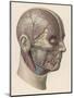 Detailed Diagram Showing Muscles and Veins Inside of the Head-null-Mounted Art Print