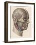 Detailed Diagram Showing Muscles and Veins Inside of the Head-null-Framed Art Print