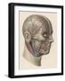 Detailed Diagram Showing Muscles and Veins Inside of the Head-null-Framed Art Print