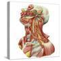 Detailed Dissection View of Human Neck-Stocktrek Images-Stretched Canvas