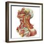 Detailed Dissection View of Human Neck-Stocktrek Images-Framed Art Print