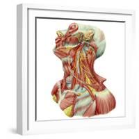 Detailed Dissection View of Human Neck-Stocktrek Images-Framed Art Print