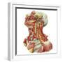 Detailed Dissection View of Human Neck-Stocktrek Images-Framed Art Print