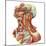 Detailed Dissection View of Human Neck-Stocktrek Images-Mounted Art Print