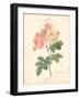 Detailed Floral II-Artique Studio-Framed Art Print