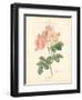 Detailed Floral II-Artique Studio-Framed Art Print