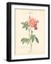 Detailed Floral III-Artique Studio-Framed Art Print